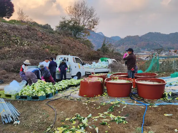김장 나눔 현장 사진 2